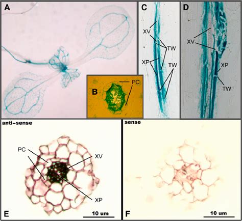 NRT1.8 Is Expressed in Xylem Parenchyma Cells. (A) to (D) Histochemical ...