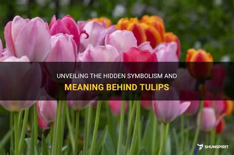 Unveiling The Hidden Symbolism And Meaning Behind Tulips Shunspirit