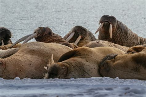 Walrus Flickr