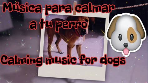 Música para calmar a tu Perro YouTube