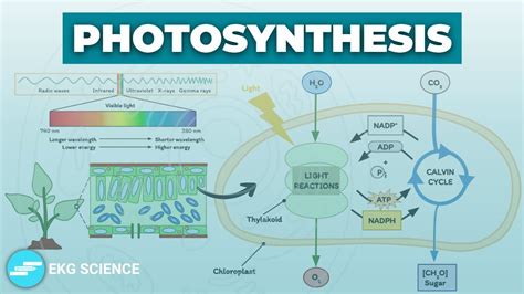 Photosynthesis Light Dependent Reactions And Calvin Cycle Cell Biology Youtube