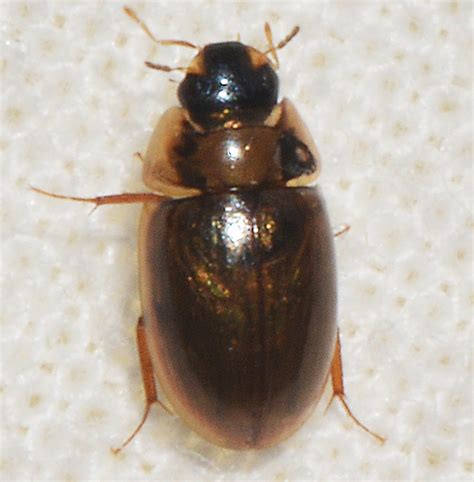 Enochrus Blatchleyi Enochrus Bugguidenet