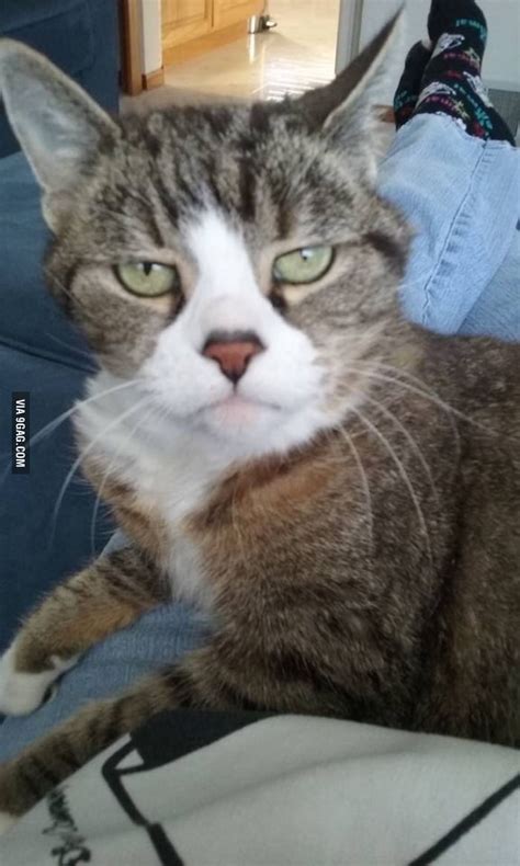 My Friends Cat Looks Fed Up 9gag