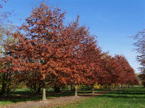 Quercus Palustris Pin Oak Swamp Oak Van Den Berk Nurseries London