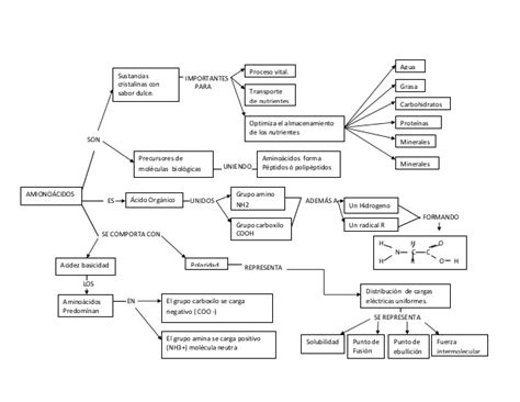 Cuadros Sinópticos Sobre Aminoácidos Clasificación Y Propiedades