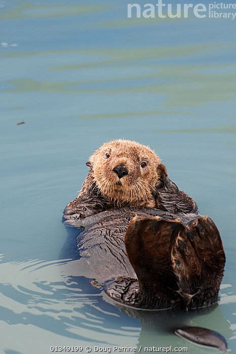 Nature Picture Library Sea Otter Enhydra Lutris Lying On Back In