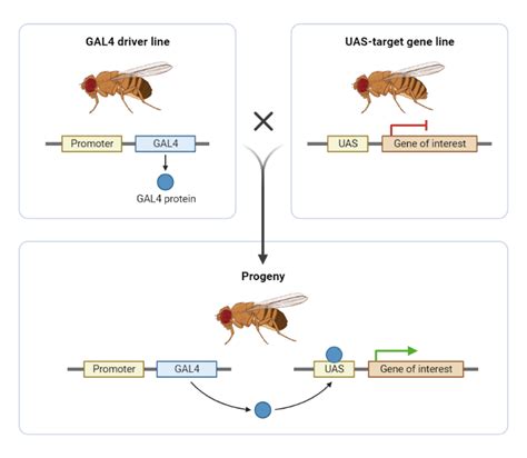 Drosophila Gal4 Uas System Biorender Science Templates