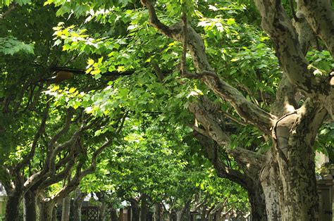 Chinas Flora Tour The Story Of The Exotic Plane Tree In Shanghai Cgtn