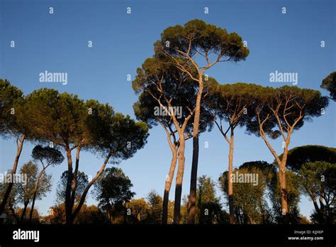 Villa Borghese Pine Trees Hi Res Stock Photography And Images Alamy