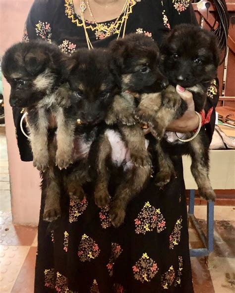 German Shepherd Puppies For Sale Tiruppur Tn