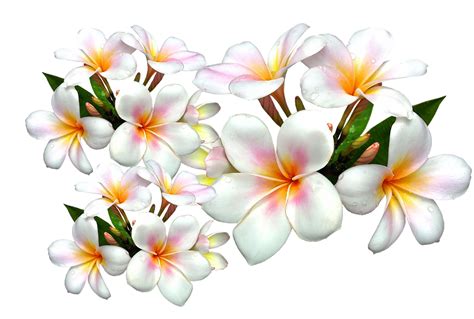 Plumeria Flower Png Transparent Background Png