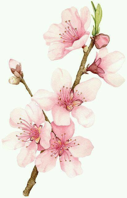 Pin by Lucía compArte on FONDOS VARIOS Flower drawing Watercolor