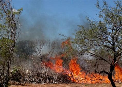 Quatro mil pés de maconha são incinerados em operação da polícia na