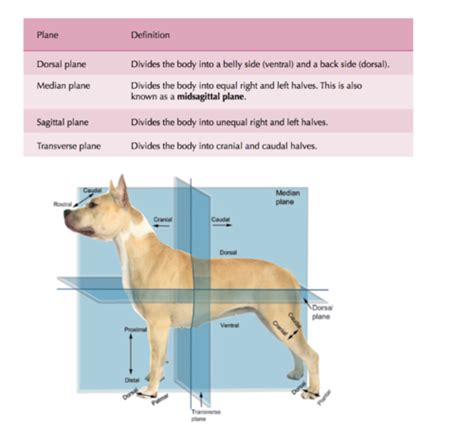 Veterinary Anatomy Anatomical Planes Flashcards Quizlet