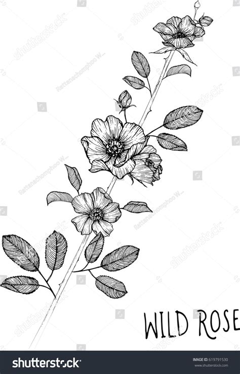 Drawing Flower Wild Rose Clip Art Stock Vector 619791530 - Shutterstock