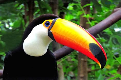 Bali Safari Birds – Toucans - Taman Safari Bali