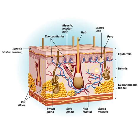 Human skin cells — Stock Vector © Nearbirds #50446251