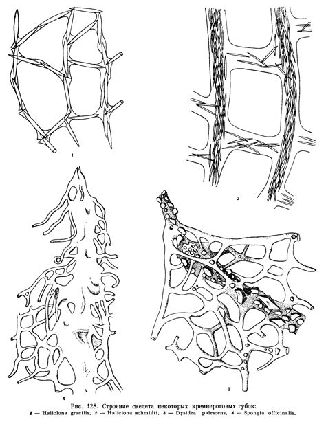 Строение Губок Картинки – Telegraph