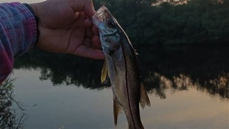 D A De Pesca En Estero Tumilco Captura Y Libera Pesca