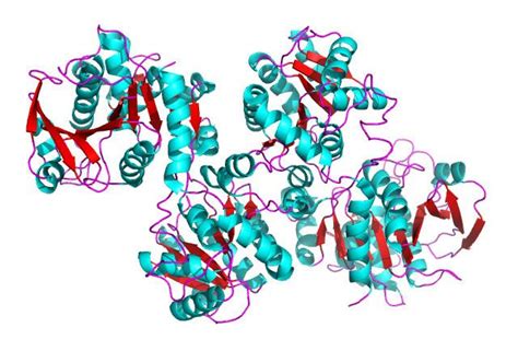 Glycogen synthase - Alchetron, The Free Social Encyclopedia