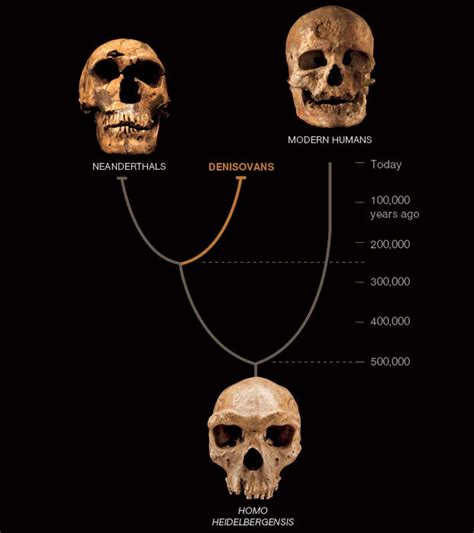 Ifference Between A Modern And Archaic Homo Sapiens - Home Design Ideas