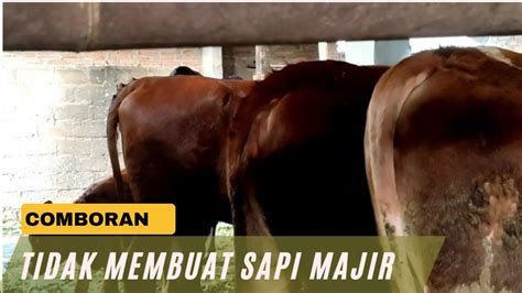 Pakan Dan Comboran Khusus Sapi Breeding Cepat Gemuk Youtube