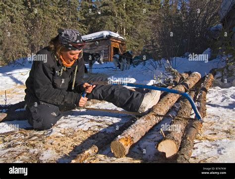 Young Woman Sawing Fire Wood For A Trappers Cabin Yukon River Yukon