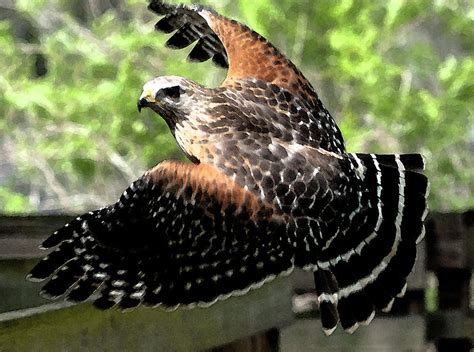 Red Shouldered Hawk In Flight Wc Photograph By Norman Johnson Fine