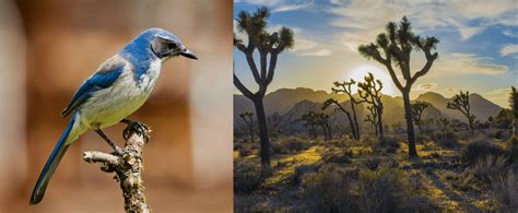 10 COMMON Birds In Joshua Tree National Park 2024 Bird Watching HQ