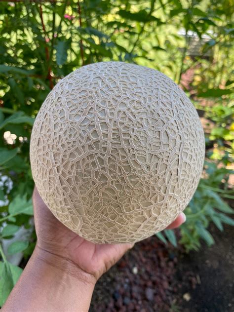 Cantaloupe Seeds | Etsy