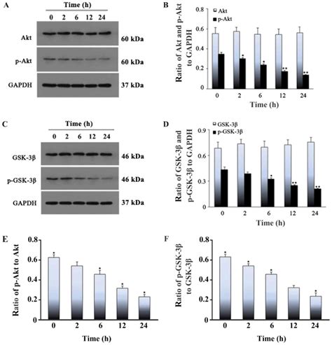 Phosphorylated Gsk Protects Stressinduced Apoptosis Of Myoblasts