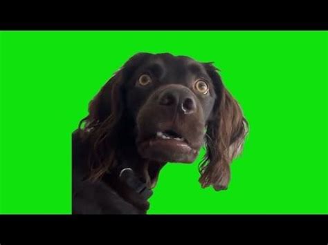 i'm listening dog meme compilation | 65cc6759ae5d9 in 2024 | Dog memes ...