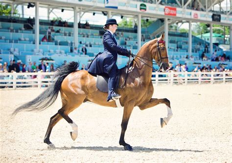 Devon Horse Show Results 2024 - Gaby Courtenay