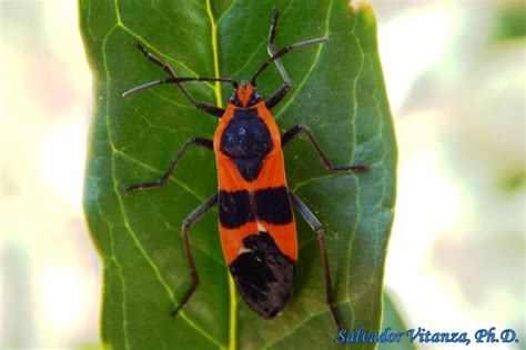 Hemiptera Heteroptera Lygaeidae Oncopeltus Fasciatus Large Milkweed Bug