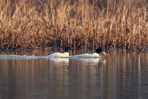 Grand Harle Oiseaux Canards Du Qu Bec