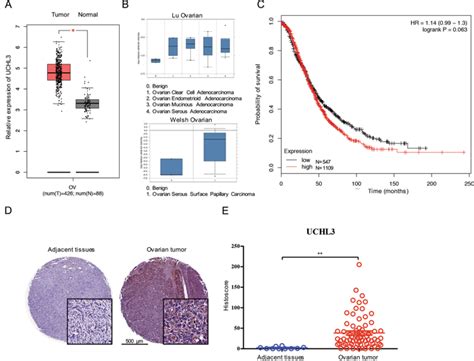 Uchl3通过稳定traf2激活nf κb通路促进卵巢癌进展。 Oncogene X Mol