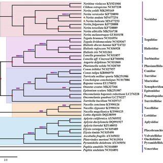 Phylogenetic Tree Inferred Using Bayesian Inference Bi And Maximum