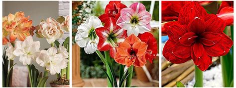 Kraft Seeds Amaryllis Lilly Flower Bulbs 2 Bulbsandkraft Seeds