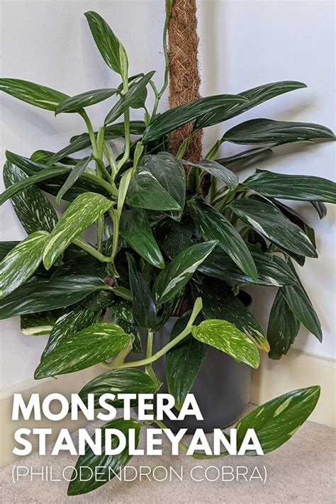 Monstera Standleyana Philodendron Cobra Info Care Tips And Problem