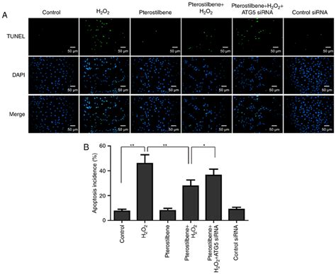 The Effect Of Pterostilbene And Autophagy On The Apoptosis A TUNEL