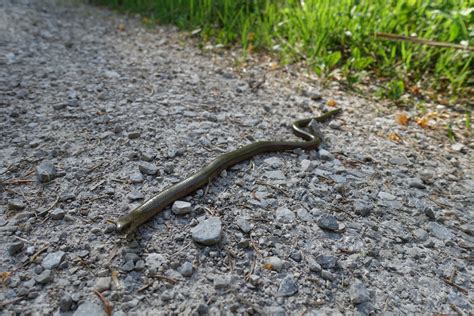 S Gertalstra E Hasentalkopf Feigenkopf Klammspitze Brunnenkopf