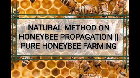 Natural Method On Honeybee Propagation Pure Honeybee Farming Youtube