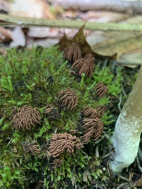 Stemonitis Splendens Chocolate Tube Slime Mold Mushrooms Of Ct