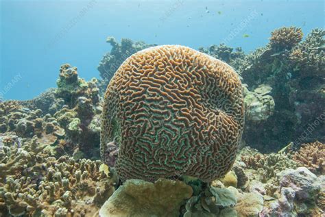 Brain Coral Stock Image C056 6482 Science Photo Library