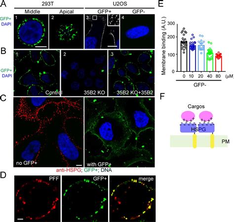 Hek293t Cells Roche Bioz