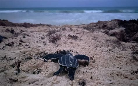 Por primera vez en 36 años nacen 57 tortugas laúd en Quintana Roo