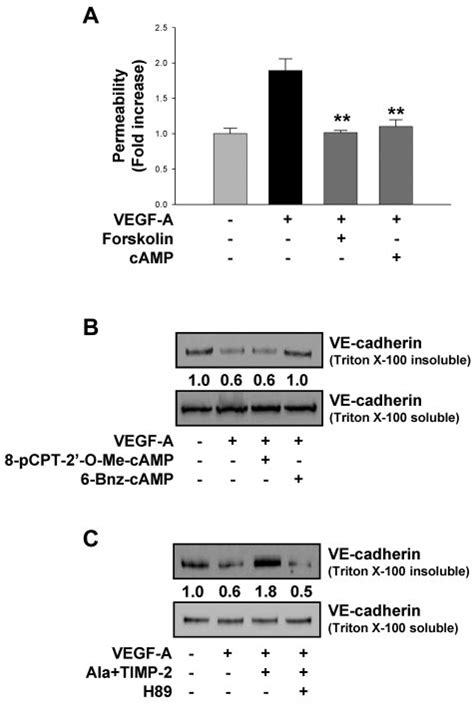 TIMP 2 Modulates VEGF Ainduced VE Cadherin Distribution Through PKA