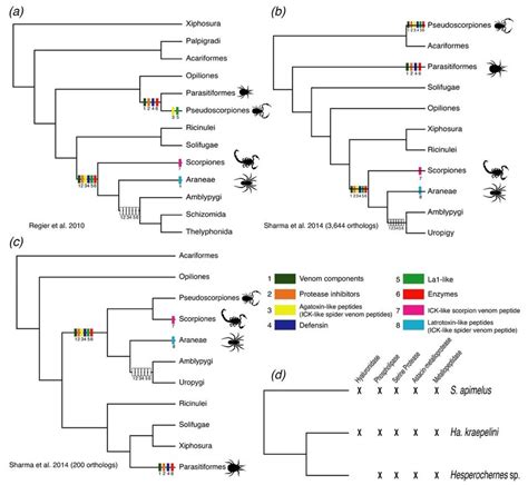 (a) Evolutionary hypotheses of the origins of venom components within ...