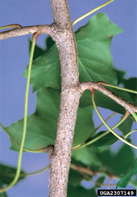 English Ivy Hedera Helix