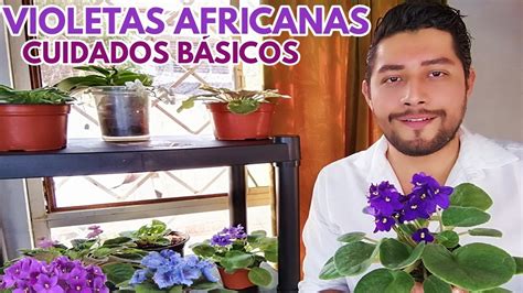 Violetas Africanas Cuidados B Sicos Chuyito Jardinero Youtube